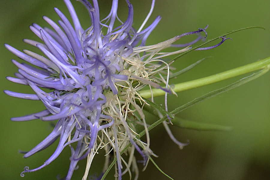 Phyteuma scheuchzeri / Raponzolo di Scheuchzer